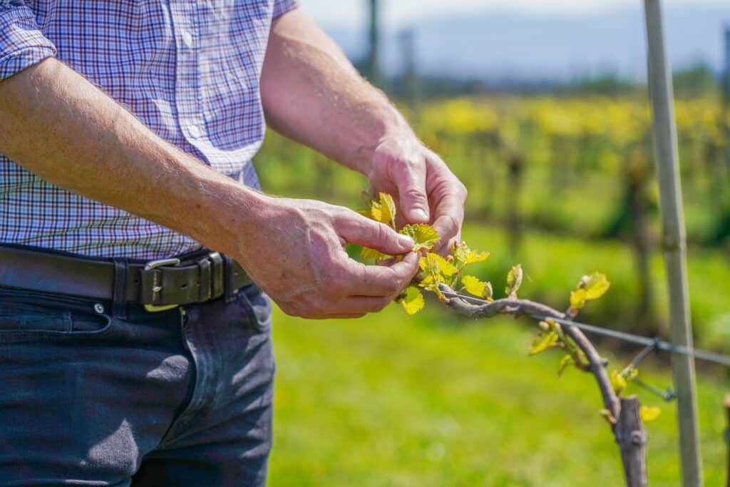 Image: Dry River winemaker, Ben McNab gently holding a lush vine, showcasing the care and attention given to the vineyard's grapevines. Ben's hand delicately cradles the vibrant green leaves, symbolizing the dedication to producing high-quality wines at Dry River.